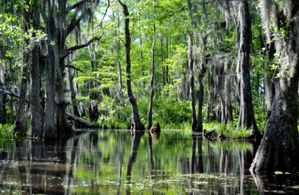 The Bayou